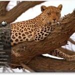 Safari Wallpaper 11 - VikiTech