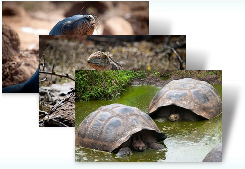 galapagos-theme-microsoft galapagos-theme-microsoft