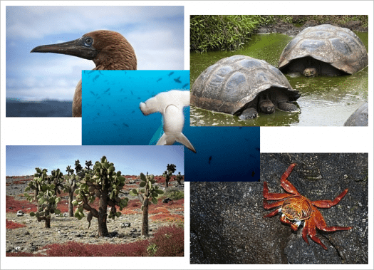 theme-windows7-galapagos