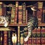 bibliotheque-chat