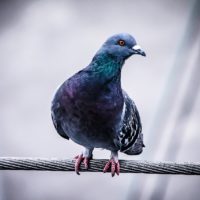 illustration-pigeon
