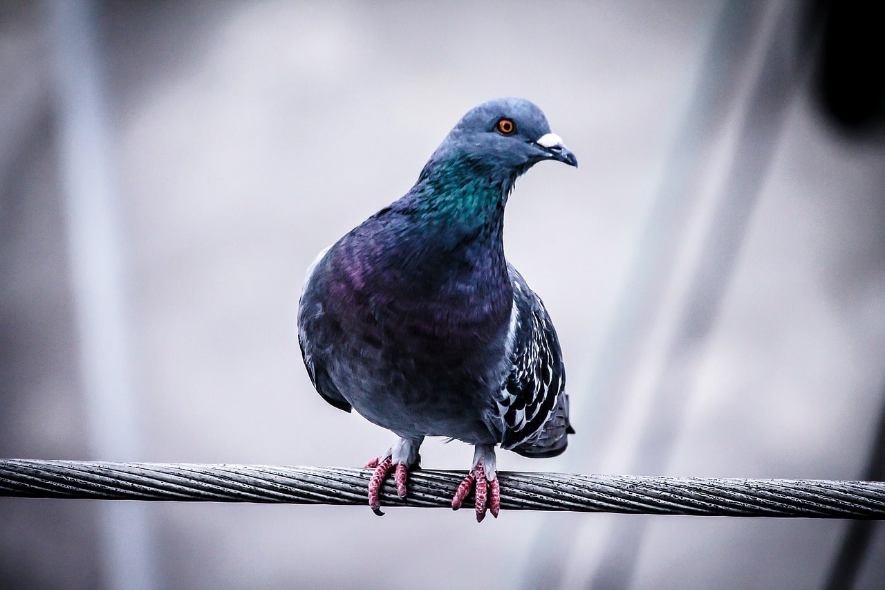 illustration-pigeon
