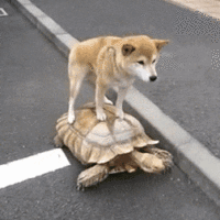 chien sur tortue