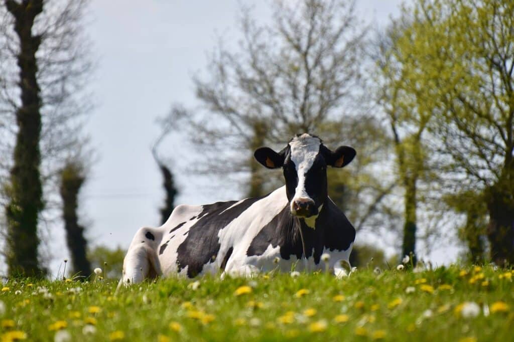 vache