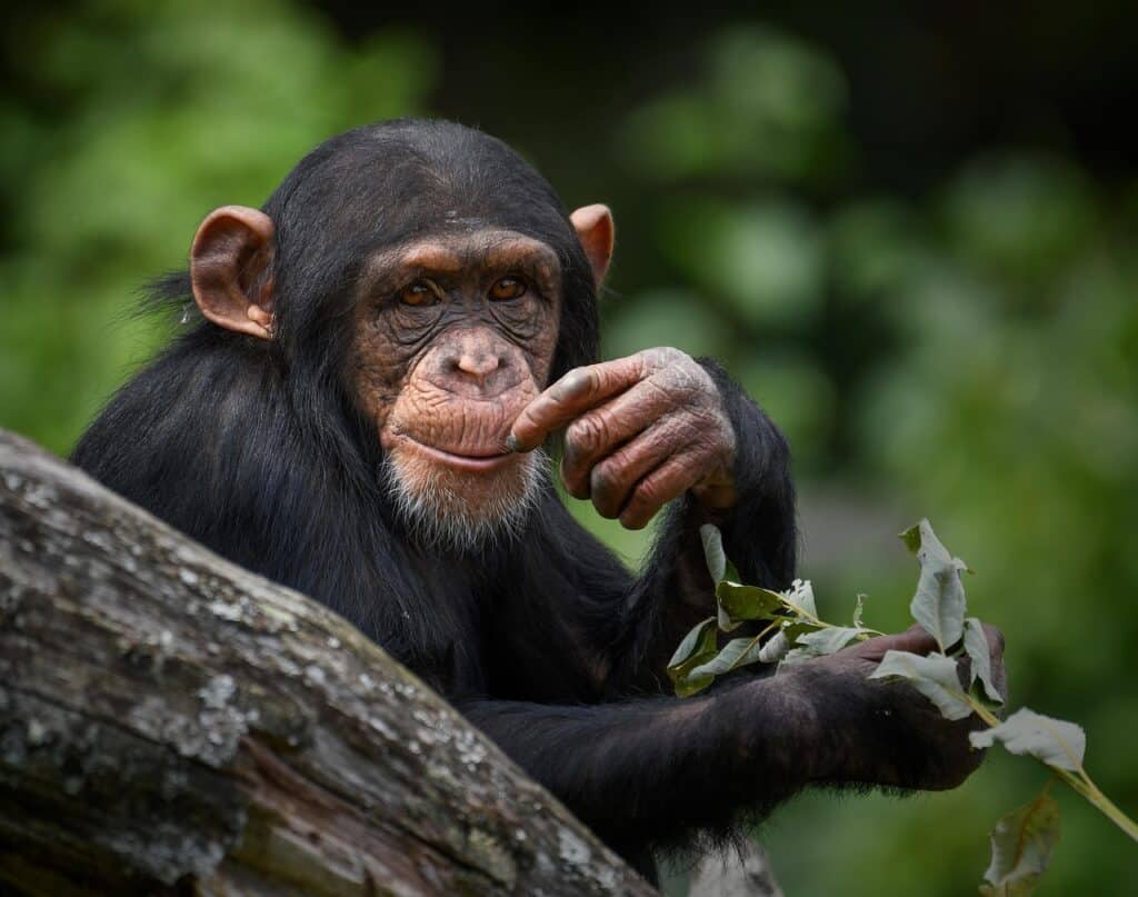 chimpanzé