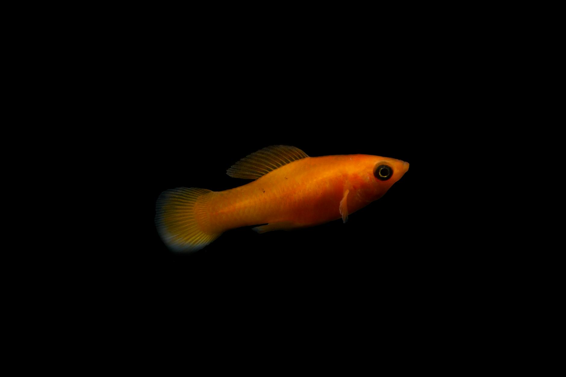 goldfish on black background