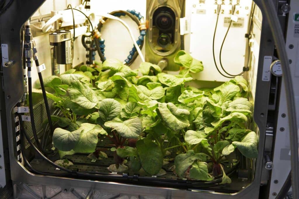 culture de plantes dans l'espace